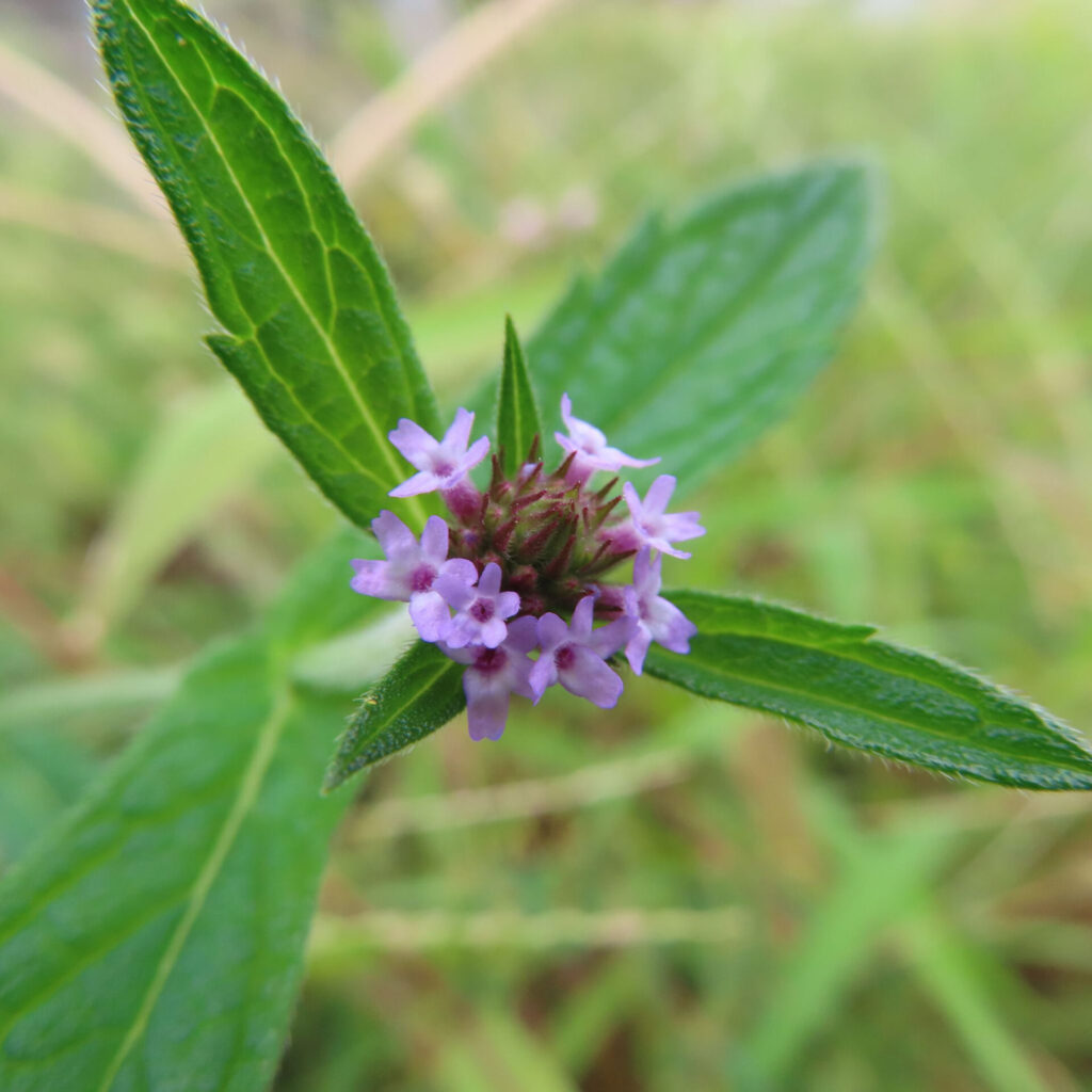 日本で秋にヤナギハナガサが紫色の小花を咲かせている様子。細長い緑の葉の先に小花が穂状に集まり咲く姿を接写で撮影。