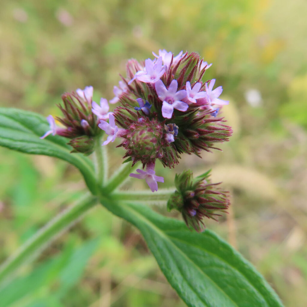日本で秋にヤナギハナガサが紫色の小花を咲かせている様子。赤紫色の蕾と淡い紫の花が枝分かれした茎の先に集まって咲く姿を接写で撮影。