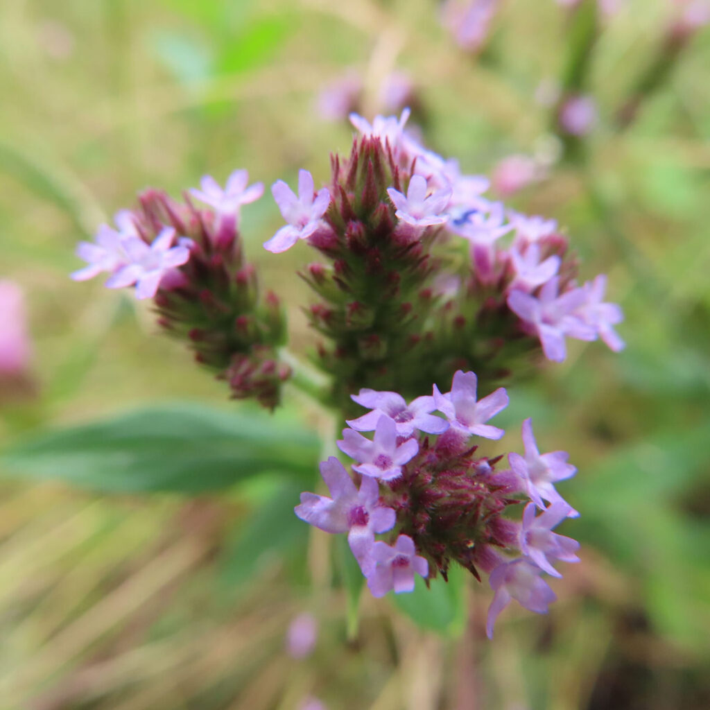 日本で秋にヤナギハナガサが紫色の小花を密集して咲かせている様子。穂状に伸びた茎の先に咲く花を接写で撮影。