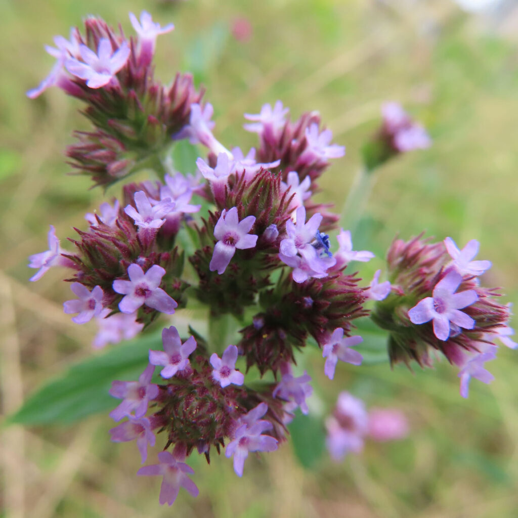 日本で秋にヤナギハナガサが淡い紫色の小花を密集させて咲かせている様子。赤紫色の蕾と小花が立体的に重なり合う姿を接写で撮影。