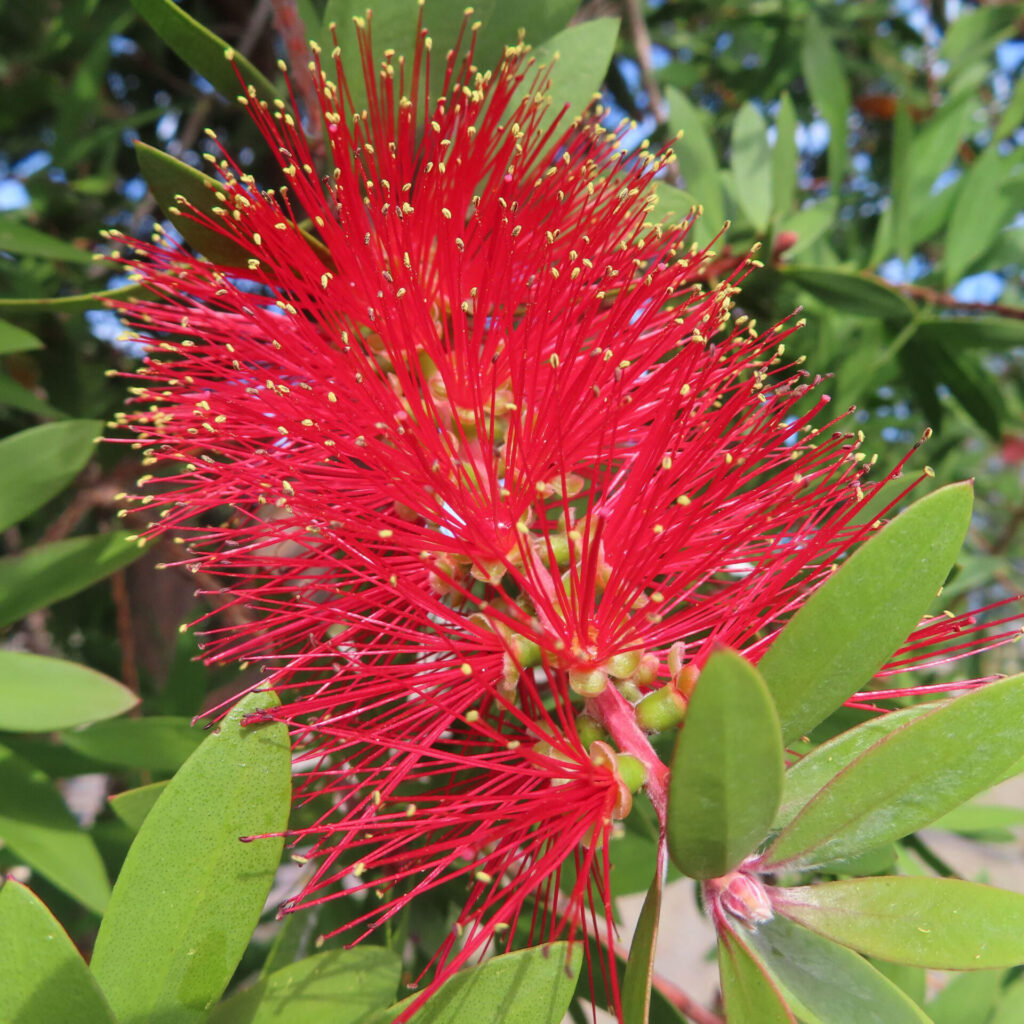 赤いブラシノキの花を近距離で捉えた写真｜無数の細い赤い雄しべが広がる特徴的な花と緑の葉