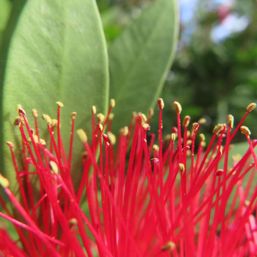赤いブラシノキの雄しべを超近距離で撮影した写真｜無数の赤い細い花糸と黄色い葯が際立つクローズアップ
