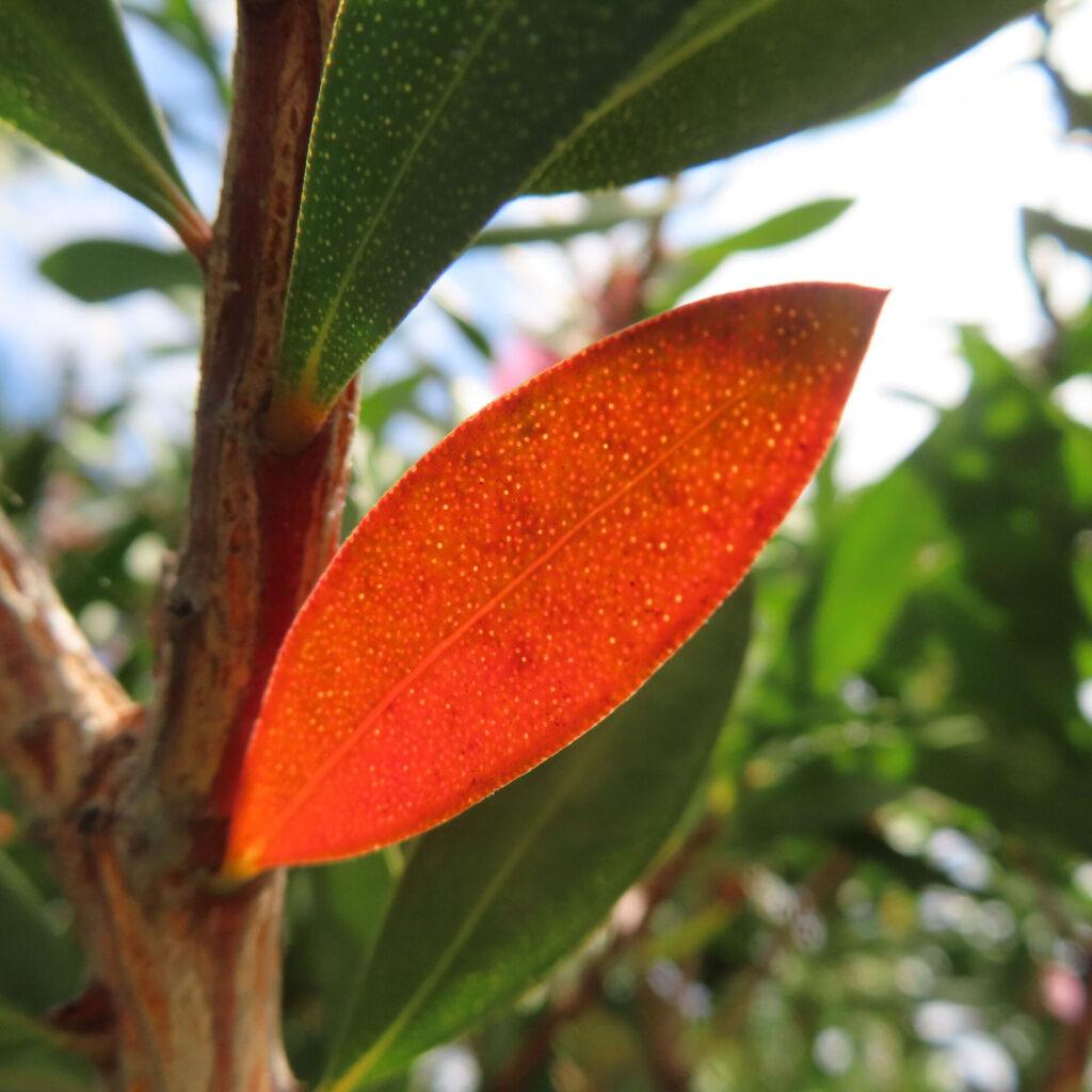 日差しを受けて赤く色づいたブラシノキの葉を接写した写真｜オレンジから赤に染まる楕円形の葉と樹皮の質感