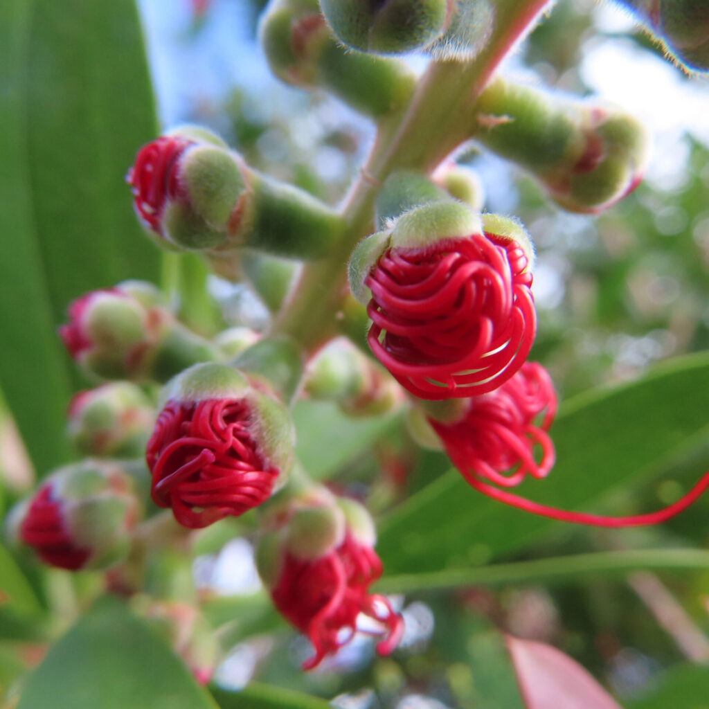 ブラシノキの赤い蕾を至近距離で撮影した写真｜解け始めた細い赤い花糸が丸く渦巻く特徴的な若い蕾