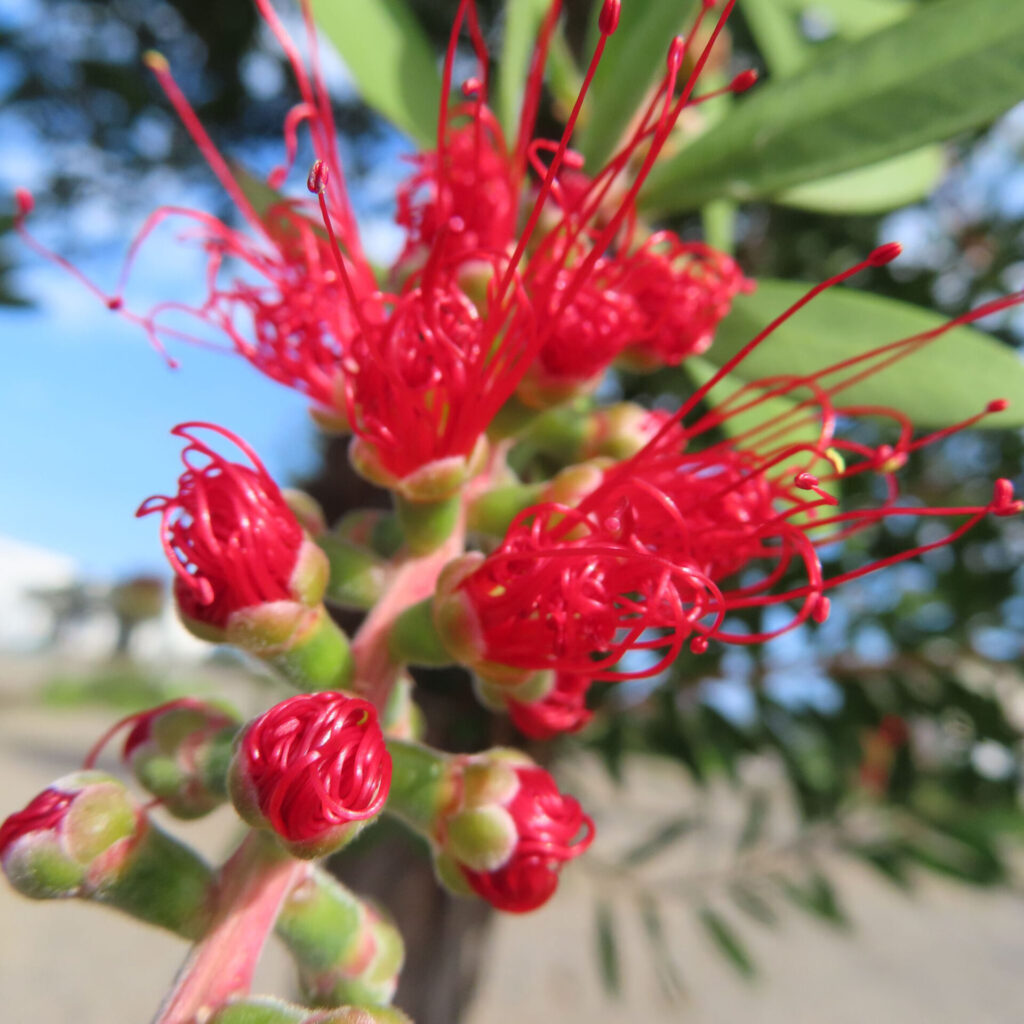 ブラシノキの開き始めた赤い花と蕾を近距離で撮影した写真｜細長い赤い雄しべが伸び始める特徴的な花のクローズアップ