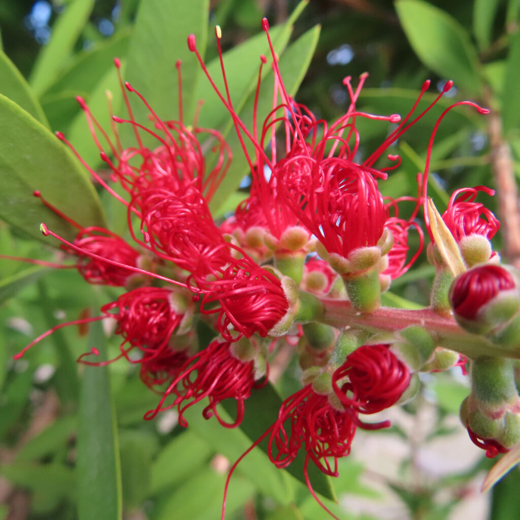 ブラシノキの鮮やかな赤い花がほころび始めた様子を近距離で捉えた写真｜細い花糸がほどけるように伸びる独特の開花姿
