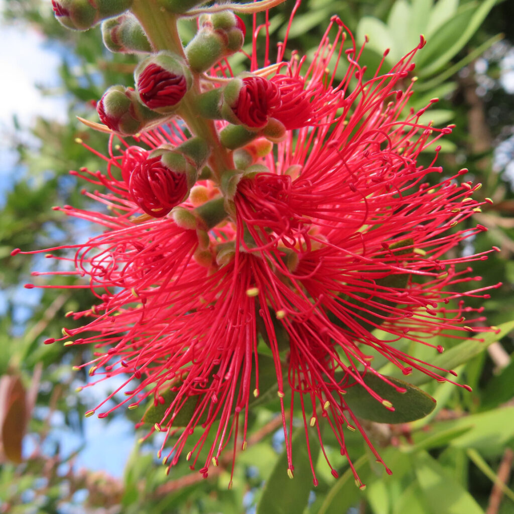 ブラシノキの赤い花が満開に広がる様子を至近距離で撮影した写真｜無数の細い赤い雄しべが放射状に伸びる特徴的な花