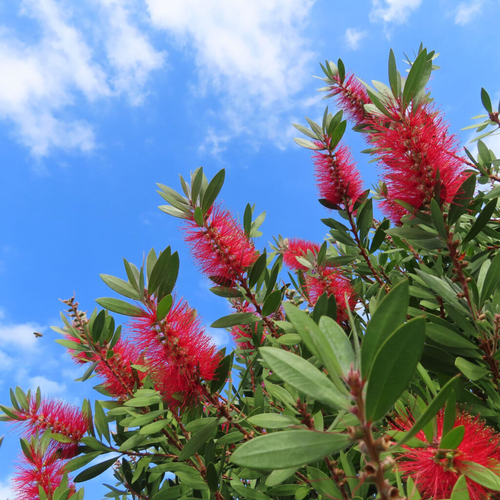 青空を背景にブラシノキの赤い花穂が力強く伸びる様子を撮影した写真｜鮮やかな赤い花と緑の葉が空に映える風景