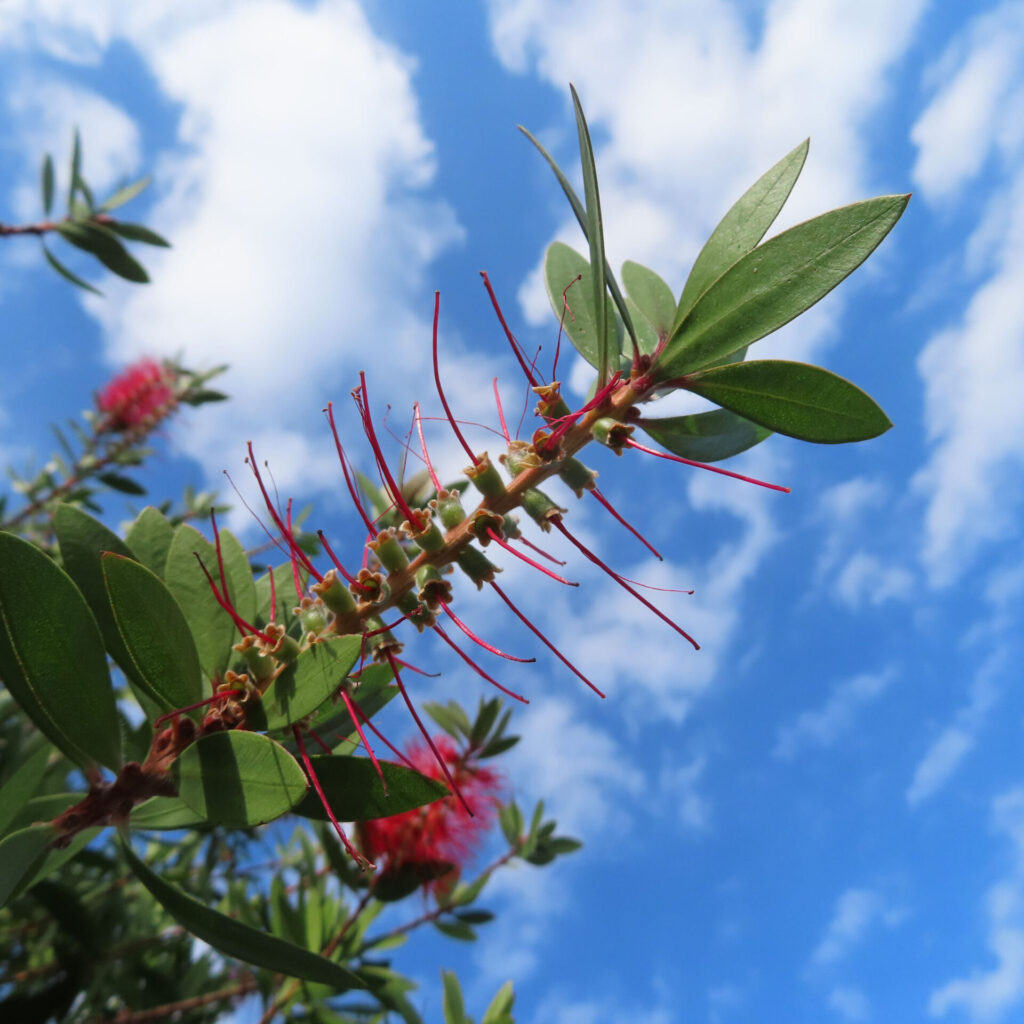 青空を背景にブラシノキの花後の枝が伸びる様子を撮影した写真｜赤い花糸が残る細長い花序と緑の葉が空に映える風景