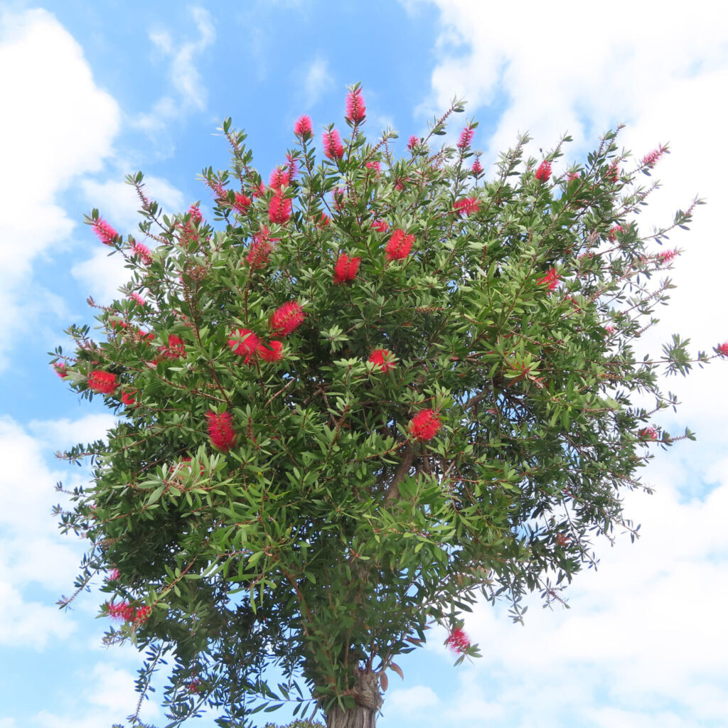 青空の下で赤い花をたくさん咲かせたブラシノキの木を撮影した写真｜丸く広がる樹冠と鮮やかな赤い花が空に映える風景