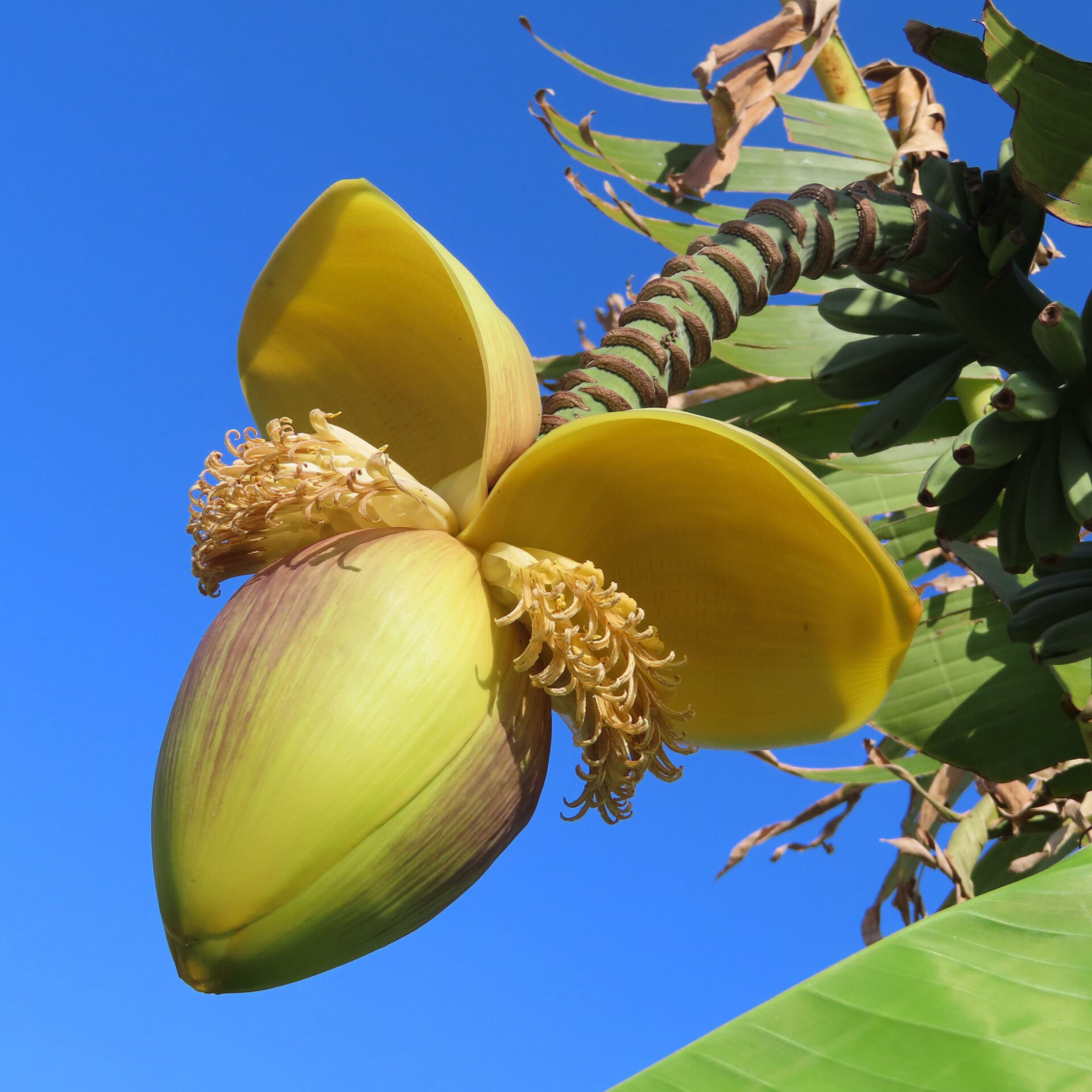 バショウが花を咲かせています