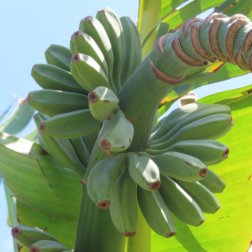 青空の下で伸びるバショウの果実(未熟なバナナ)の接写写真