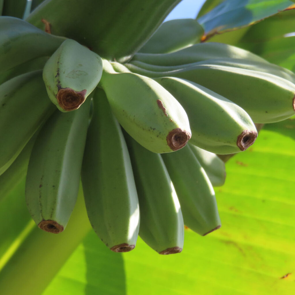 バショウの未熟なバナナを大きく写した接写写真(緑色の果実と葉)