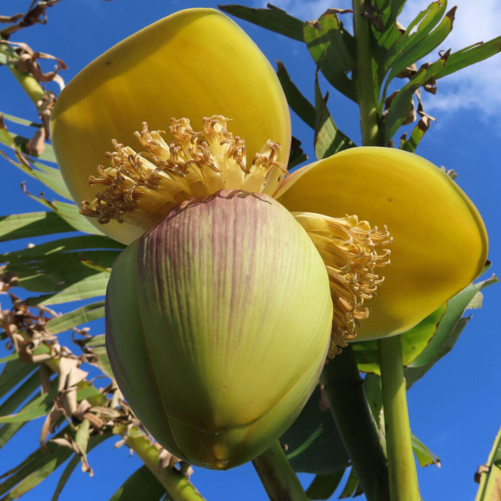 青空を背景に大きく咲くバショウの黄色い花と苞の接写写真