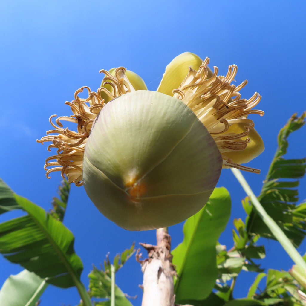 青空を背景に見上げるアングルで撮影したバショウの花の接写写真