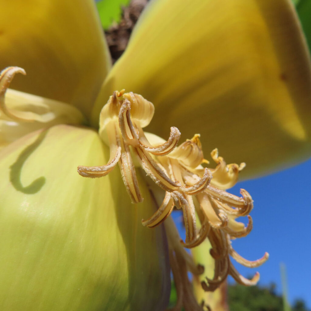 バショウの花の雄しべをクローズアップした接写写真(黄色い苞と青空)