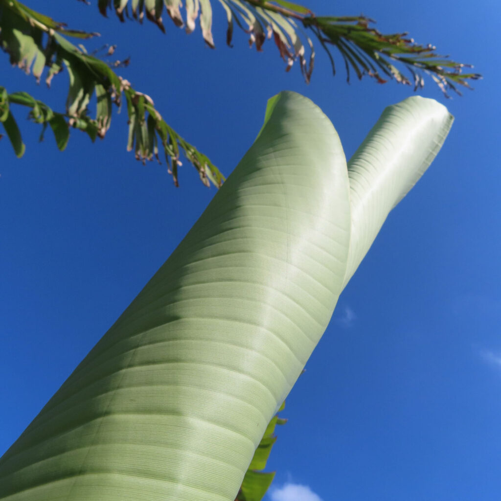 青空に向かって伸びる若いバショウの葉の接写写真(上向きアングル)