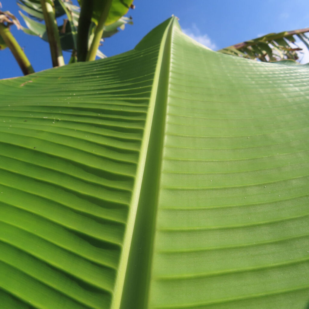 バショウの大きな葉を見上げる構図の接写写真(鮮やかな緑と青空)