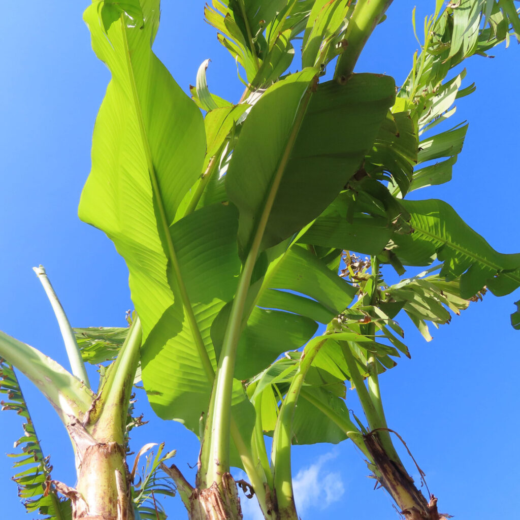 青空を背景にバショウの大きな葉を見上げて撮影した写真