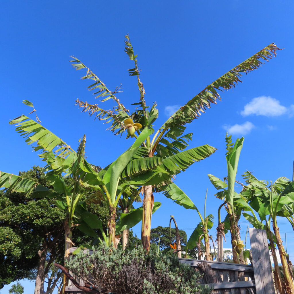 青空の下でバショウが群生する風景写真(大きく育った葉と花が見える)