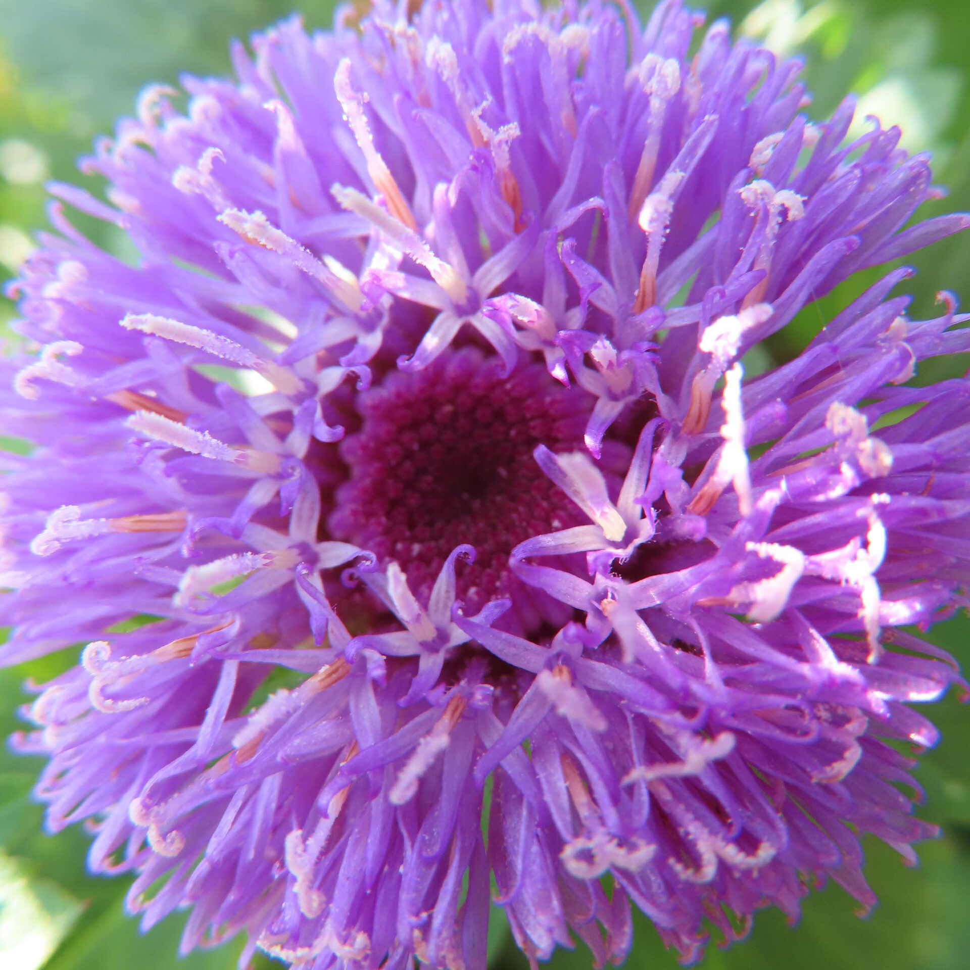 ムラサキルーシャンが紫色の花を咲かせています