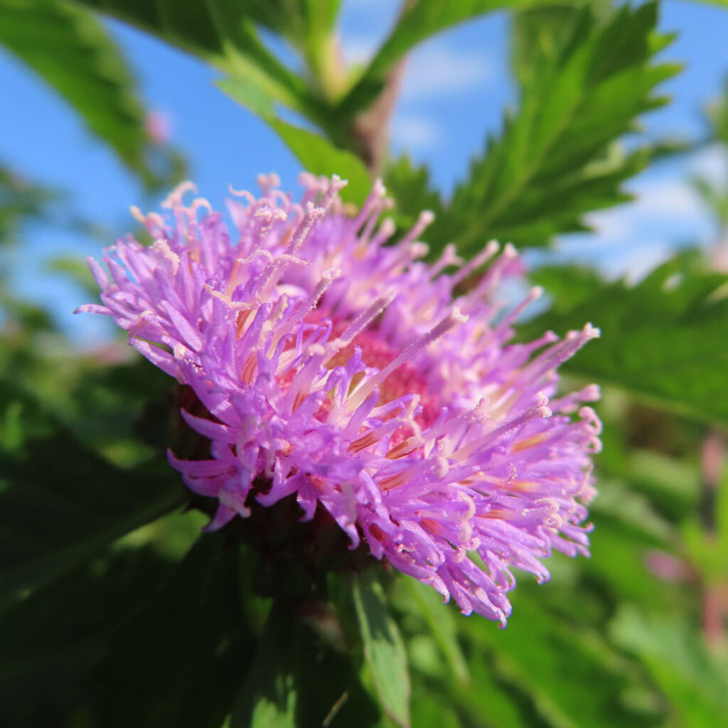ムラサキルーシャンの花を斜め横からマクロ撮影した写真｜紫色の細長い花弁がふんわりと広がり、背景に青空と鋸歯のある緑葉がボケて映る夏の野草