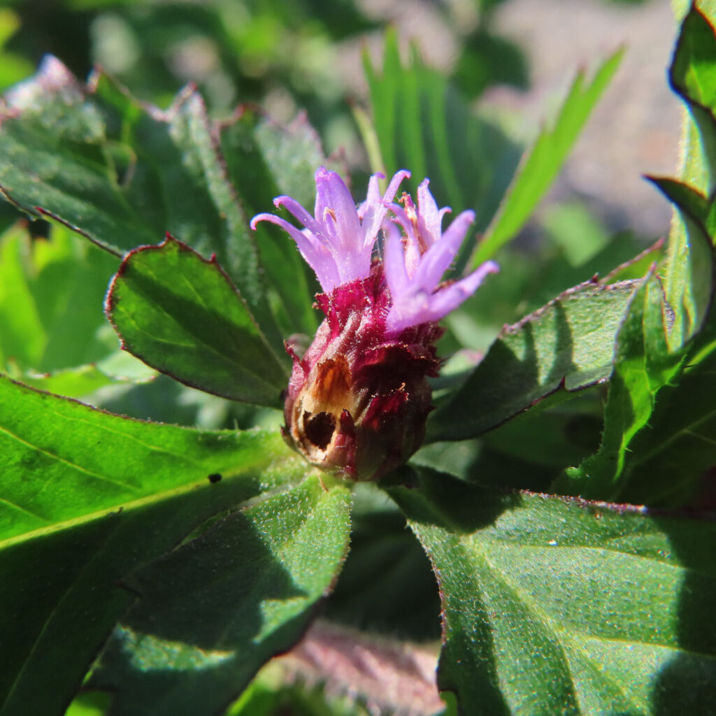 ムラサキルーシャンのつぼみをマクロ撮影した写真｜赤褐色の総苞から淡紫色の花弁が立ち上がり、放射状の鋸歯ある緑葉に囲まれた成長初期の姿