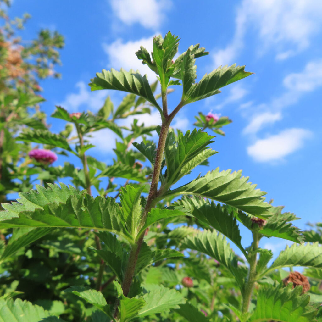 ムラサキルーシャンの茎と葉を下から見上げるように撮影した写真｜鋸歯のある緑葉が互生し、青空と白い雲を背景に夏の日差しを受けて伸びる野草の姿