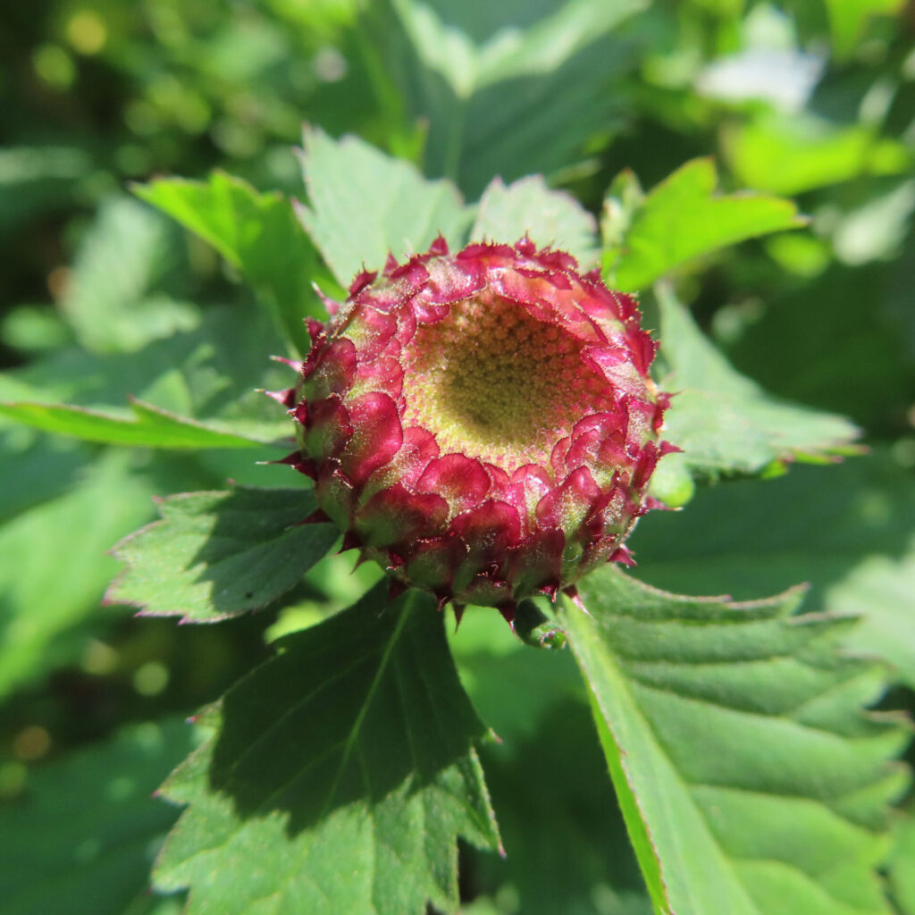 ムラサキルーシャンの花芽を真正面からマクロ撮影した写真｜赤紫色の総苞が輪状に並び、中央に未発達の花序が見える初夏の野草