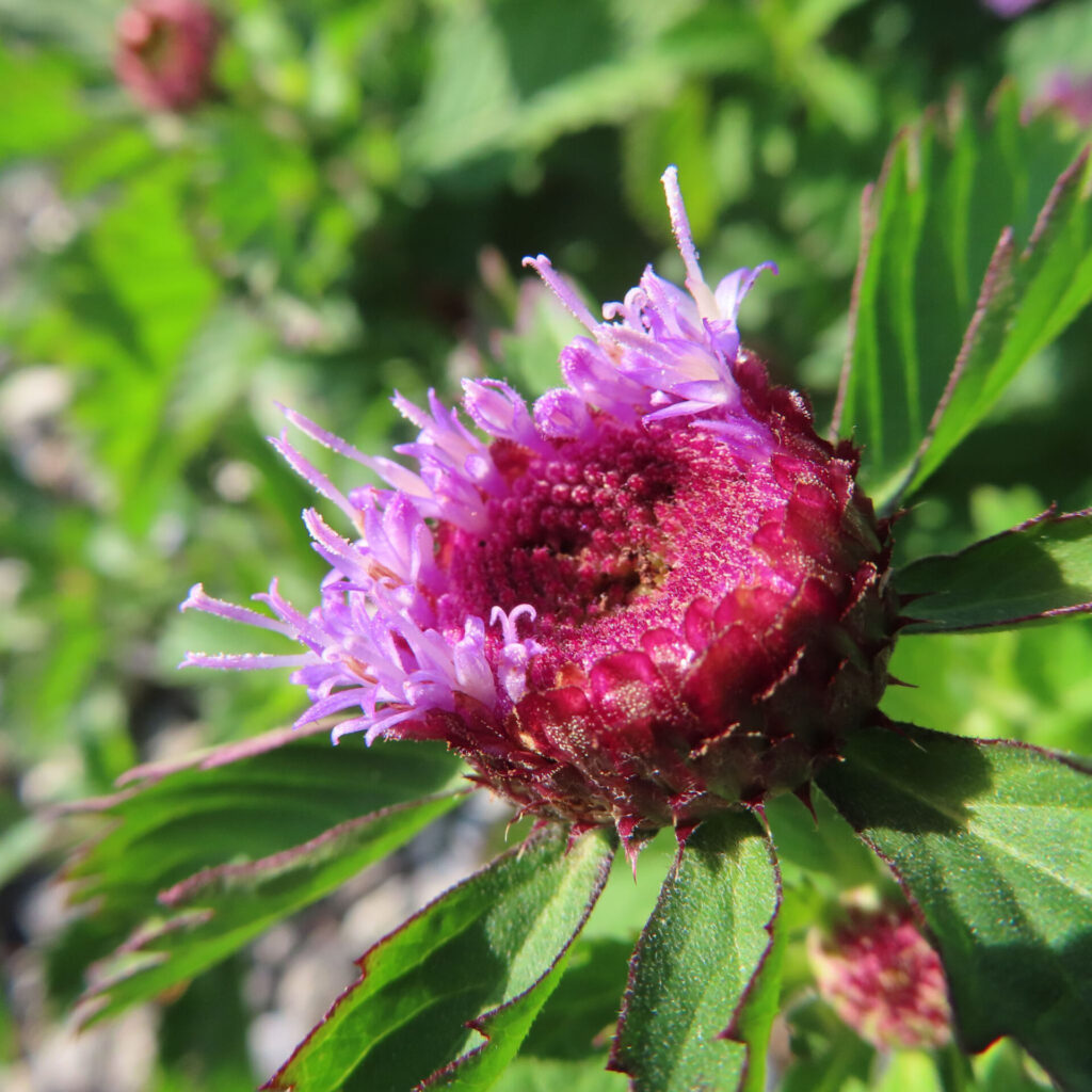 ムラサキルーシャンの花を斜め横からマクロ撮影した写真｜赤紫色の総苞の中央から淡紫色の細い花弁が密に咲き始め、背景の緑葉が大きくボケた初夏の野草