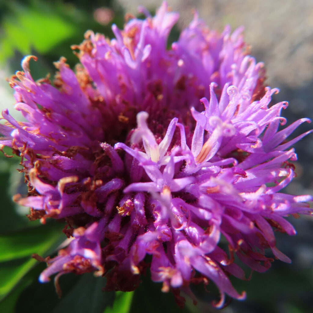 ムラサキルーシャンの花を真正面からマクロ撮影した写真｜紫色の細長い花弁が密集して球状に咲き、中心部の濃紫色が際立つ初夏の野草