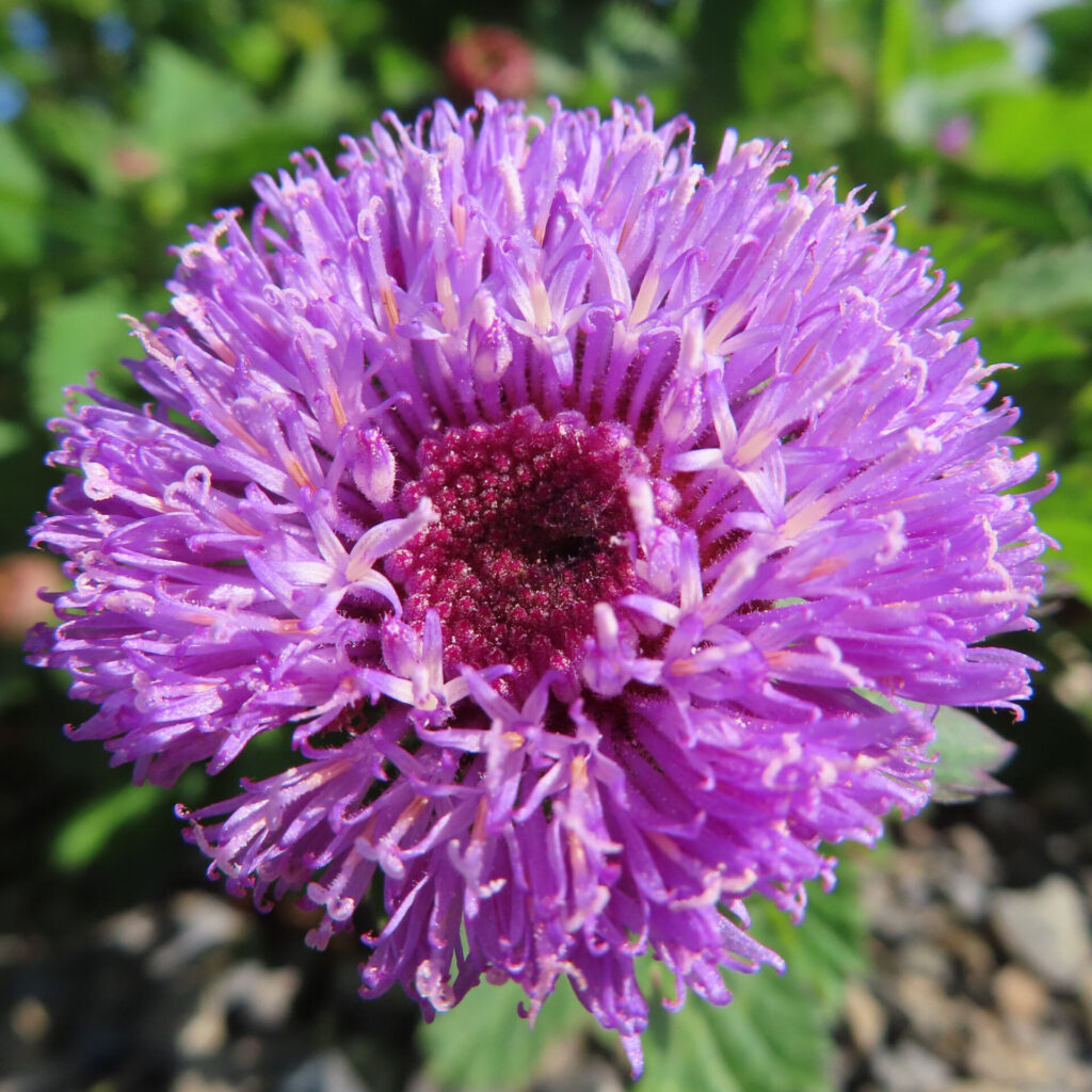 ムラサキルーシャンの花を真正面からマクロ撮影した写真｜紫色の細長い花弁が放射状に密集し、中央の濃紫色の花床がはっきり見える初夏の野草