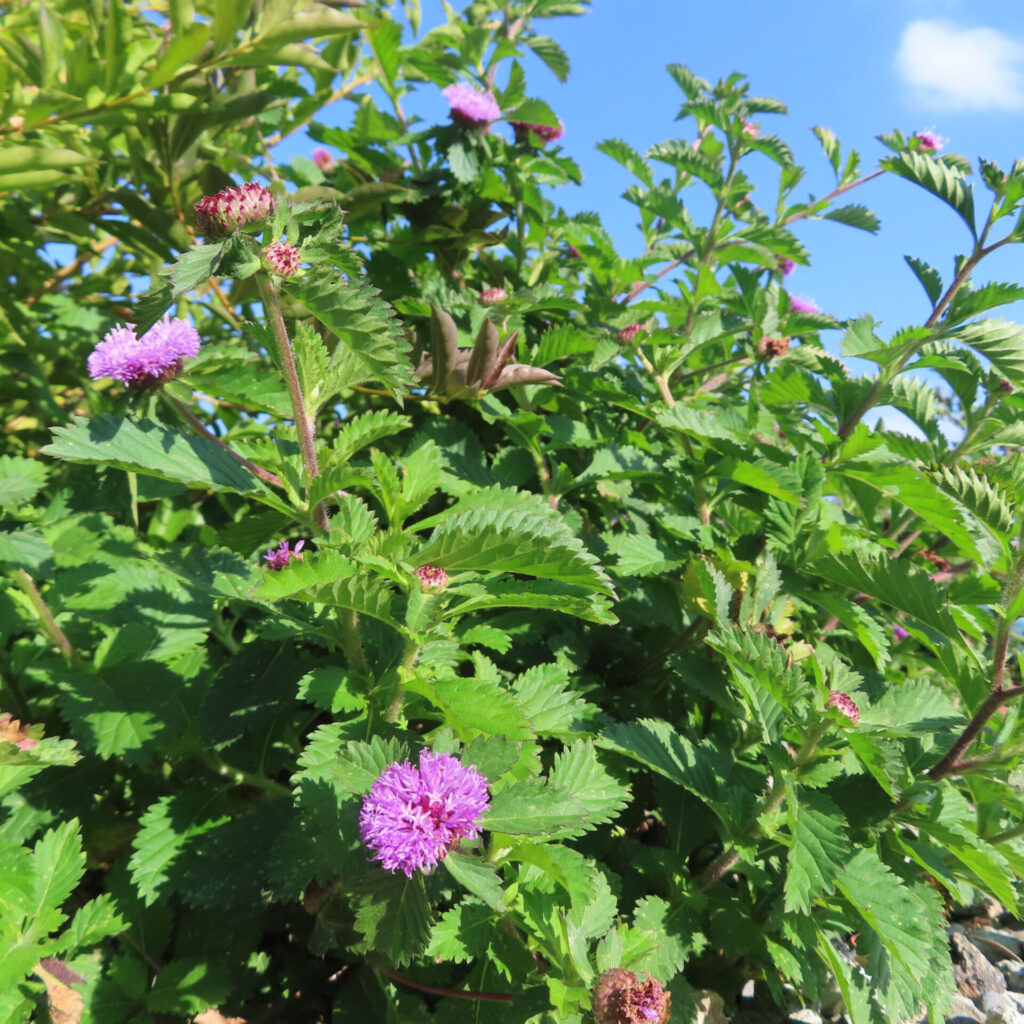 ムラサキルーシャンの群生を屋外で撮影した写真｜鋸歯のある緑葉が茂る中に紫色の球状花が点在し、青空を背景に初夏の野草の自然な生育風景が広がる構図
