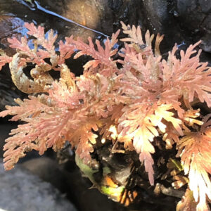 苔むした岩と水面の横に広がるイワヒバ、秋色に染まった葉が風情ある和風空間を演出する写真