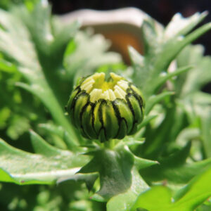 やわらかな光を浴びて開花し始めたフランスギクのつぼみの写真