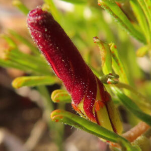 赤く細長いオキザリスのつぼみを接写した植物写真