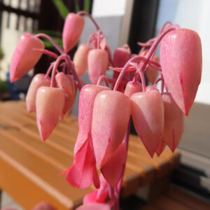 つぼみと開花が混在するコチョウノマイの群生を写した写真