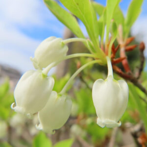 ドウダンツツジの白い壺型の花のクローズアップ・新緑と青空の背景