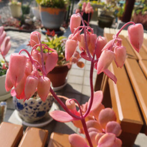 鉢植えと一緒に撮影されたコチョウノマイの開花前の群生写真