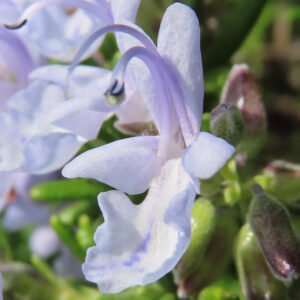 ローズマリーの淡紫色の花をマクロ撮影したクローズアップ写真