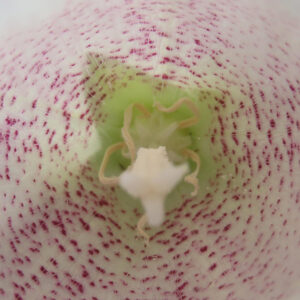 白いホタルブクロの花の内部を接写した写真