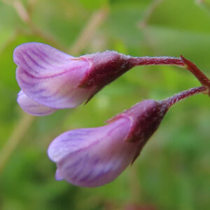 ヤハズエンドウの紫色の花が2輪並んで咲いている接写写真。花びらには細かな筋模様が入り、背景は緑色にぼかされている。