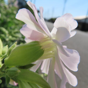 日差しに透ける白いサボンソウの後ろ姿と蕾の写真