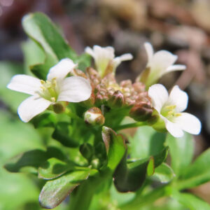 クレソンの複数の白い花と蕾が開花し始めた様子