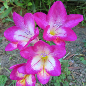 ピンクと白のグラデーションが美しいフリージアの花が複数咲いている様子