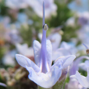 ローズマリーの花の中央から伸びる雄しべを正面から捉えた接写