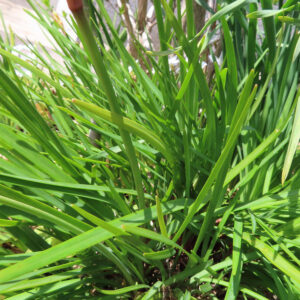 葉だけのヒメヒオウギズイセンを撮影した成長初期の無料写真素材
