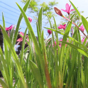 葉の間から見えるアッツザクラのつぼみと花