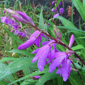 雨に濡れたシランの花とつぼみが並ぶ群生の写真