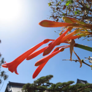 青空の下で咲くヒメヒオウギズイセンの花房を写した無料画像